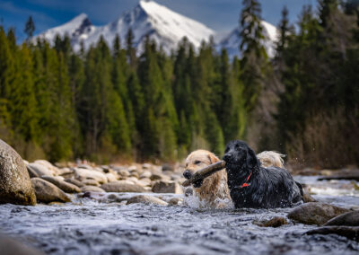 pies na tle pięknego górskiego krajobrazu