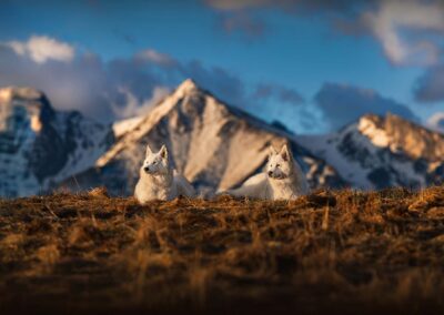 pies na tle pięknego górskiego krajobrazu