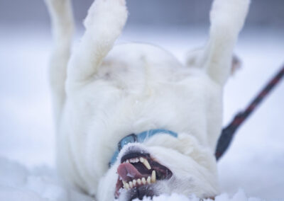 psie spotkania i wydarzenia