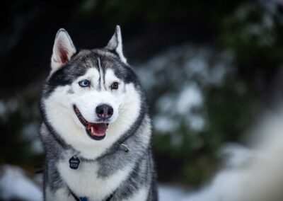 psie spotkania i wydarzenia