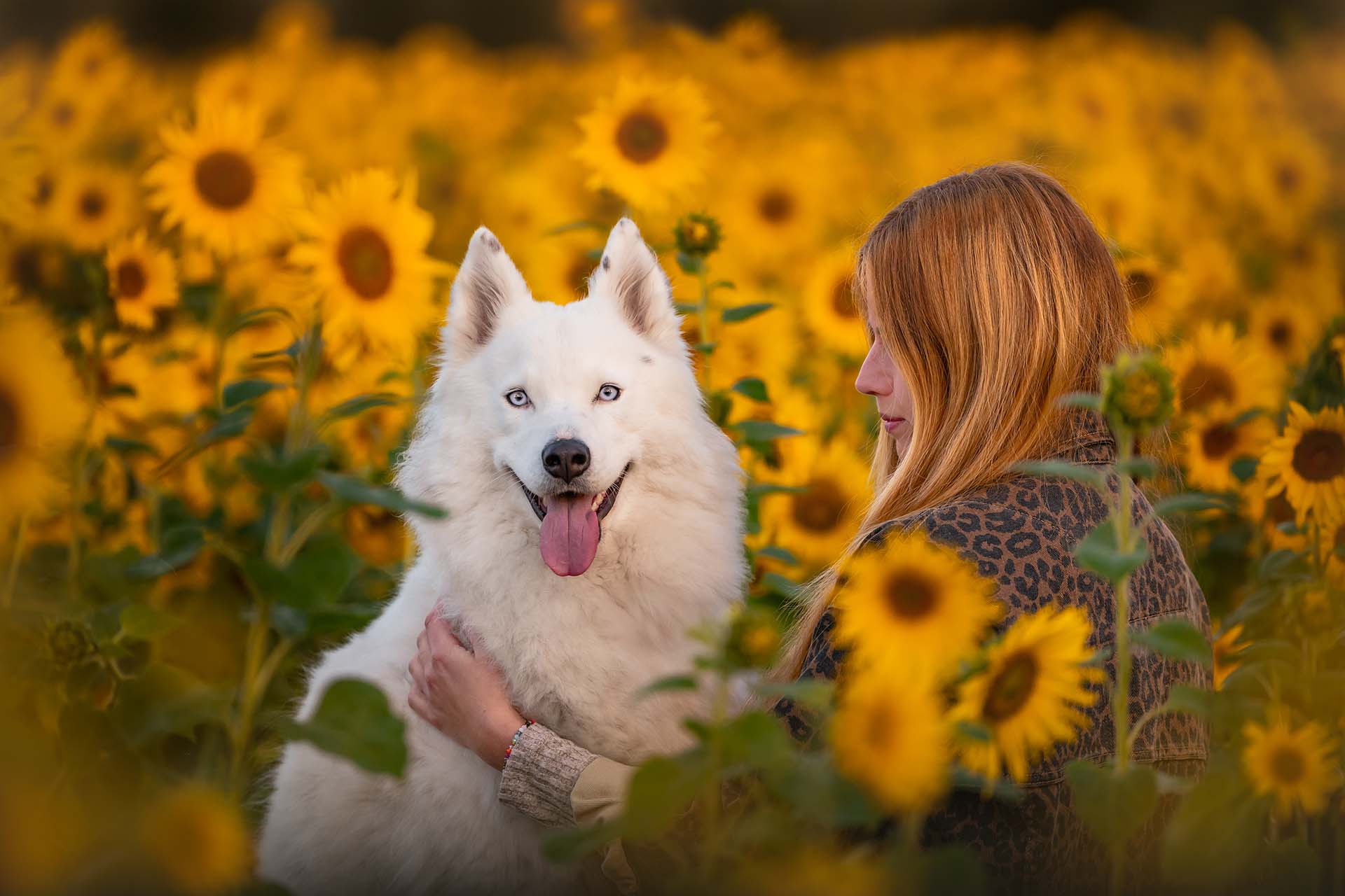 biały pies w słonecznikach
