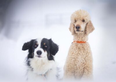 psie spotkania i wydarzenia