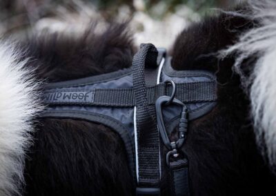 psie gadżety i wyposażenie