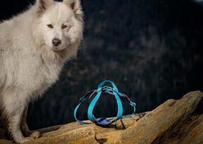 psie gadżety i wyposażenie