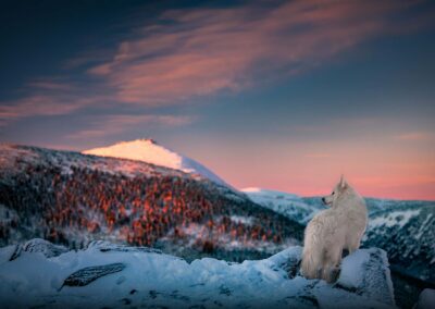 pies na tle pięknego górskiego krajobrazu