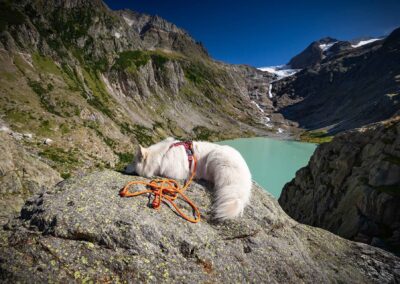 psie gadżety i wyposażenie
