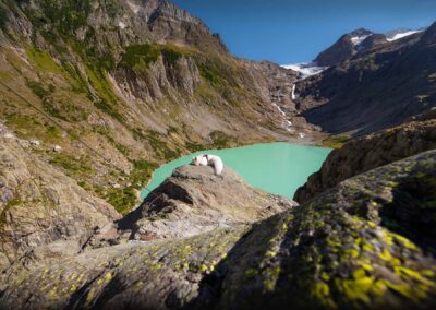 pies na tle pięknego górskiego krajobrazu