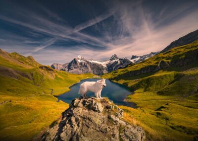 pies na tle pięknego górskiego krajobrazu