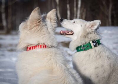 psie gadżety i wyposażenie