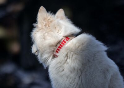 psie gadżety i wyposażenie