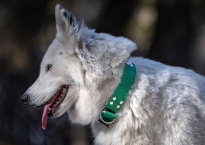 psie gadżety i wyposażenie