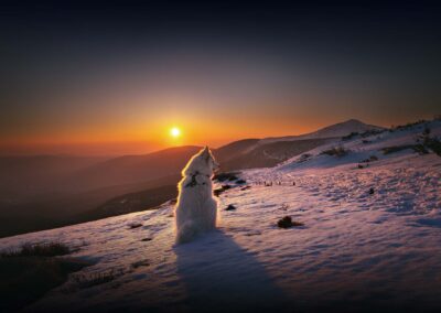 pies na tle pięknego górskiego krajobrazu