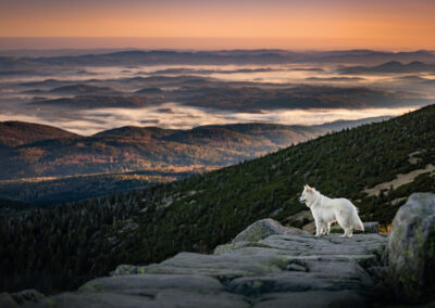 pies na tle pięknego górskiego krajobrazu