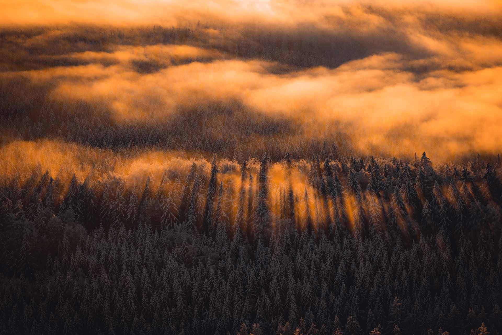 las z lotu ptaka, chmury i mgła