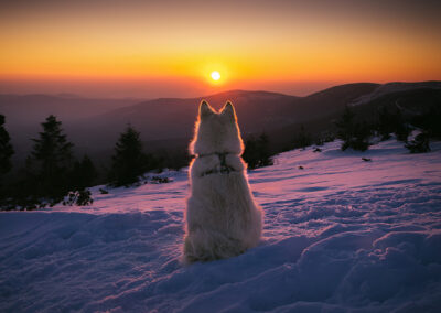pies na tle pięknego górskiego krajobrazu
