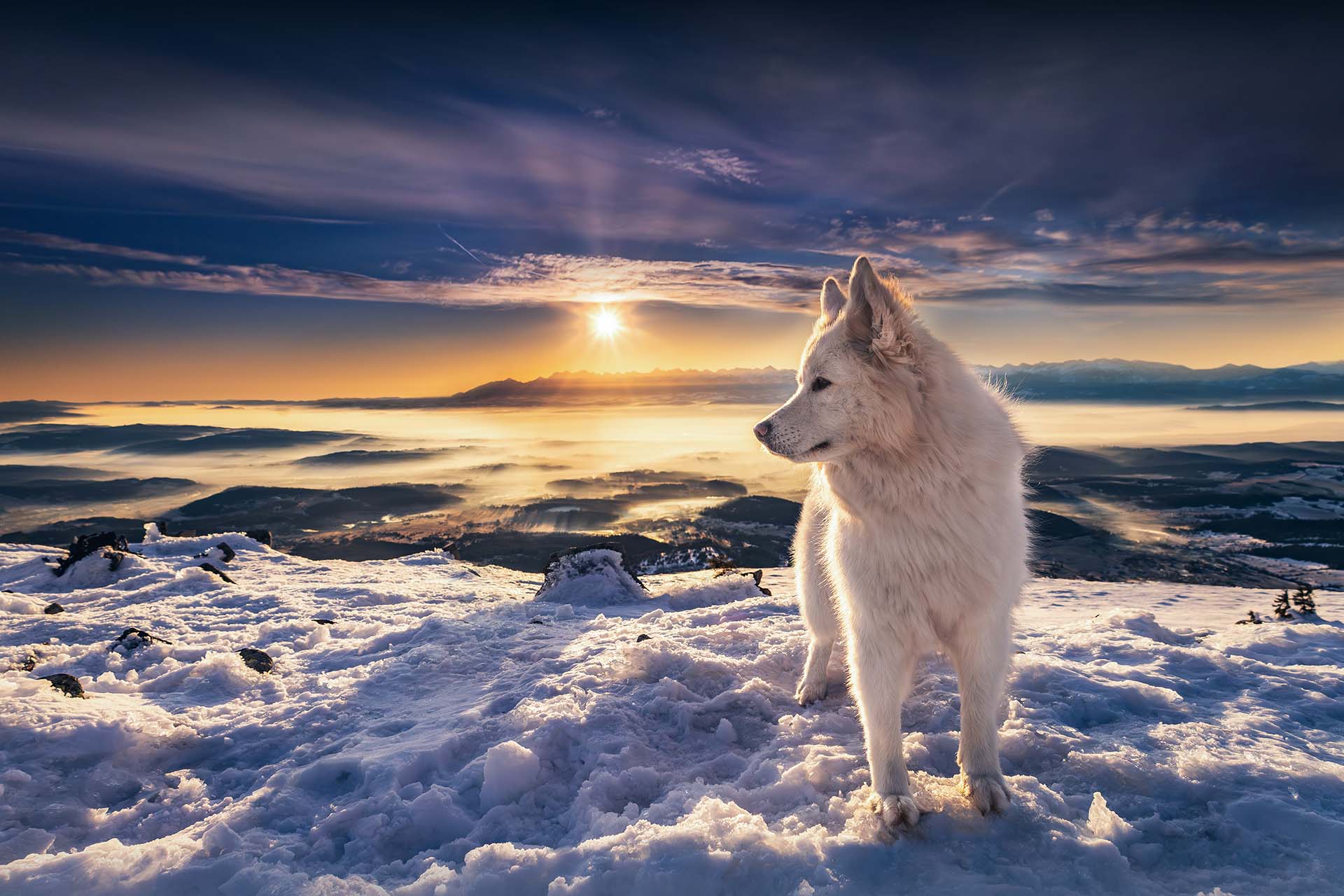 pies na tle pięknego górskiego krajobrazu