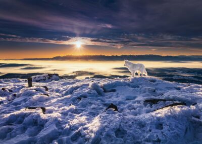 pies na tle pięknego górskiego krajobrazu