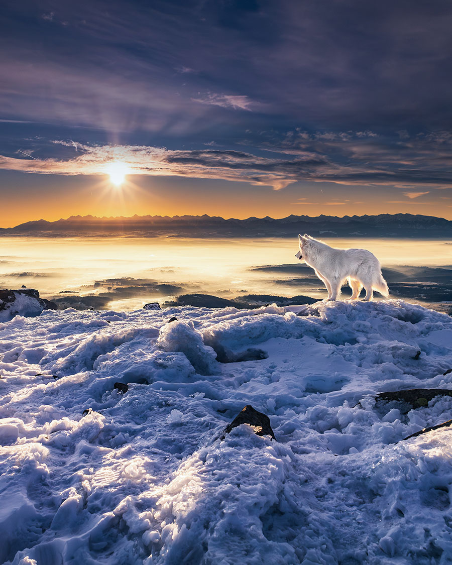 pies na tle pięknego górskiego krajobrazu
